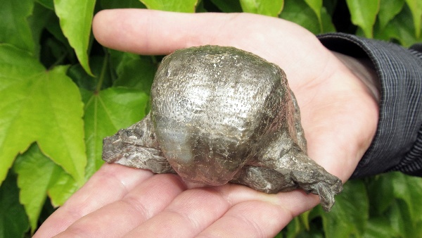 FOSSIL