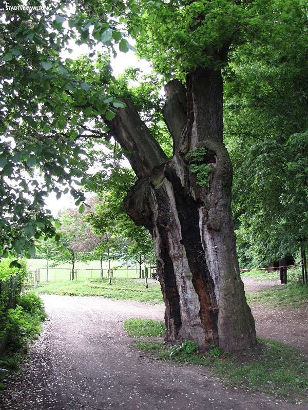 Stieleiche